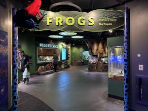 Aquarium Of The Pacific   Frogs Habitat
